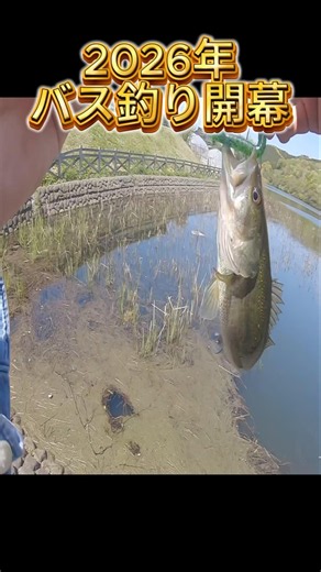 Catching Bass Like Crazy 2026 #bassfishing #lures #bassfishing