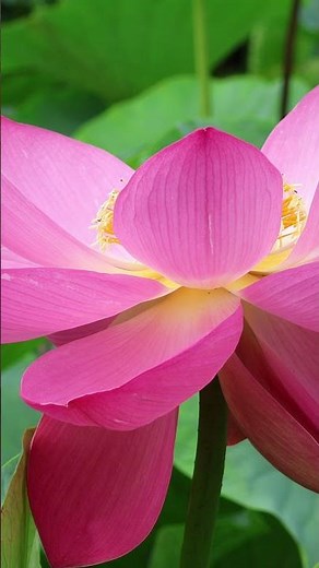【水元公園】爽やかなハスの花 #ハスの花 #水元公園 #蓮