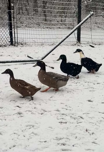 Discover Duck Tracks on a Snowy Day