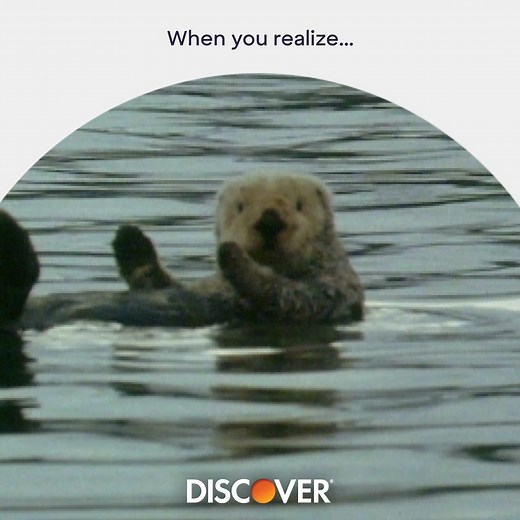 6.8K views · 67 reactions | When you realize you get cash back for streaming 10 hours of nature documentaries. Streaming recommendations welcome.  | Discover | Facebook