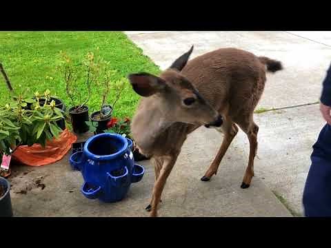 AGGRESIVE DEER ATTACKS ME AND MY DAD