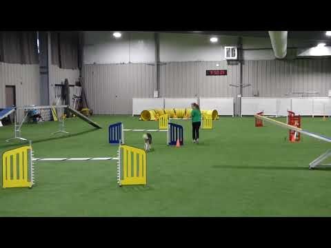 Dog Runs Through Crazy Obstacle Course!