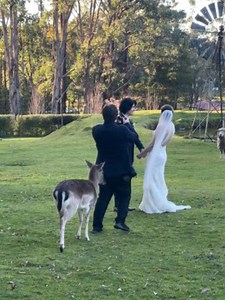 6.8K views · 42 reactions | During a wedding photo shoot, the resident deer bit the photographer on his bum as he was taking the couple's photos. The photographer jumped at the unexpected moment while guests at the wedding burst out laughing. | Jukin Copyright Management | Facebook