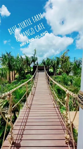 Experience the Best of Miyako Island at Blue Turtle Farm Mango Cafe