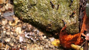 white ants or termites on decomposing wood. As an enemy of wooden houses as well. Termites walking in a row Stock Video