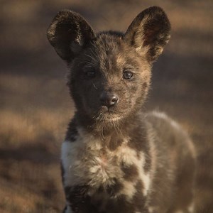 232K views · 9.8K reactions | You HAVE to see these playful puppies!   The first African painted dogs to ever be born at the zoo... | Chester Zoo | Facebook