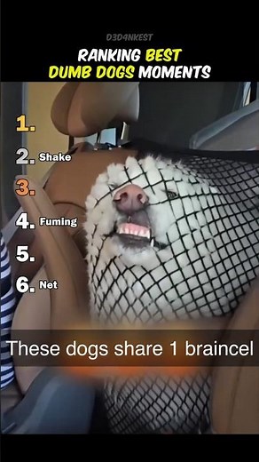 Ranking Best Dumb Dogs Moments