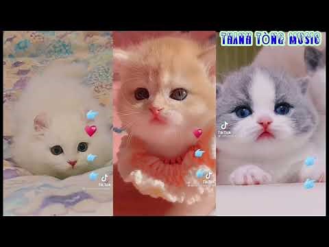 Video tiktok mèo đẹp và dễ thương || Mèo đáng yêu