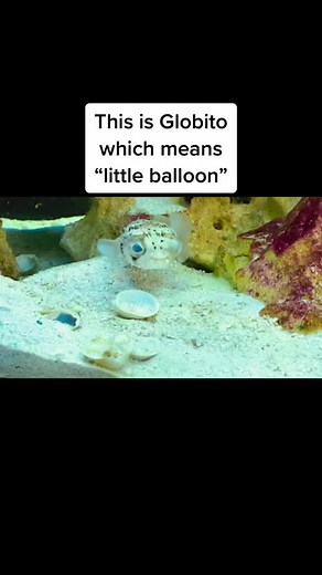 Globito our juvenile Porcupine Puffer 🐡. #saltwatertank #saltwateraquarium #reeftanks #saltwaterfishtank #aquarium #porcupinepuffer #fishtank 🐡🎈❤️