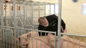 Brunst, brunst-testing og inseminering av gris