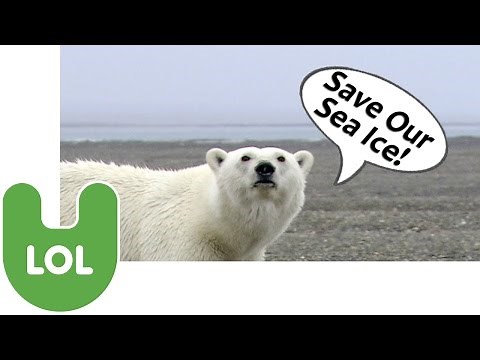 Polar Bears: Funny Talking Animals