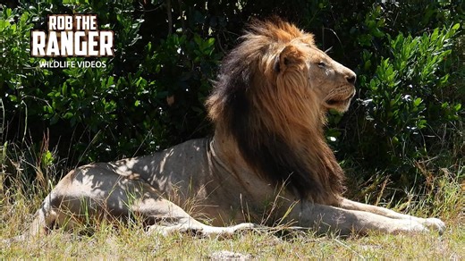 Why Lions Lounge—Energy Conservation Explained