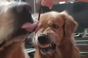 This jealous dog can’t stand other pooches getting food