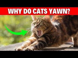 Why Do Cats Yawn? 4 Fascinating Reasons Explained! #cat #cats #catbreed #catlovers #catvideos #pets