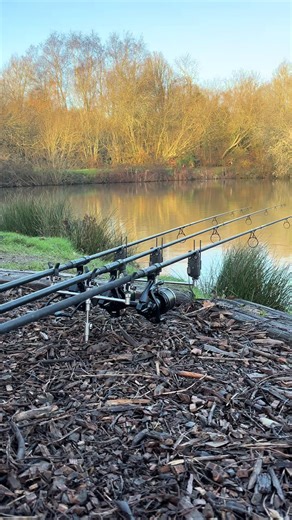 Essential Tips for Carp Fishing Success