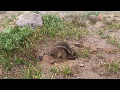 Golden-mantled Ground Squirrel