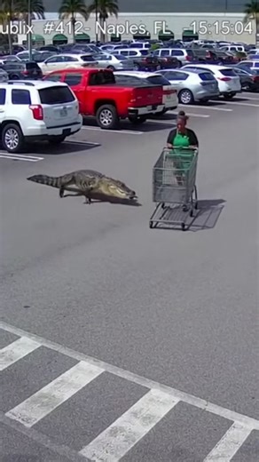 A routine afternoon at Publix in Naples, Florida turned into another reminder that Southwest Florida shares space with some of the most powerful wildlife in North America. Alligators are common across Collier County, especially near retention ponds, canals, and parking lot drainage systems that connect to nearby wetlands. During warmer months, increased movement and breeding season activity make sightings more frequent in residential and commercial areas. Naples continues to grow rapidly, but na