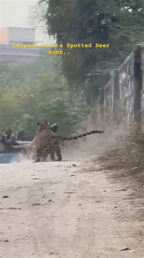 A Leopard 🐆 with a spotted Deer 🦌 hunt in Rajasthan, India 🇮🇳