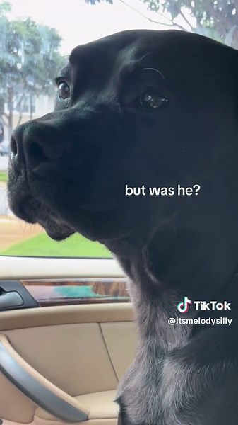 Cherokee | Hamilton Dog on TikTok