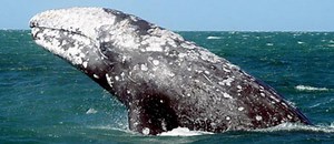 Top 10 largest whale in the  world, largest whale, whales, Blue Whale, Bowhead Whale, Fin Whale, Gra