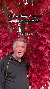2.6K views · 73 reactions | Search “Acer rubrum ‘Red Maple’” at tutuguru.com.au! | Hello Hello Plants & Garden Supplies | Facebook
