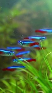 Create a zen-inspired aquarium setup for community tanks - idea 293 #tanksetup #reefdecor #aquariumdesign #aquariumlife | Aquatic Wonders Hub