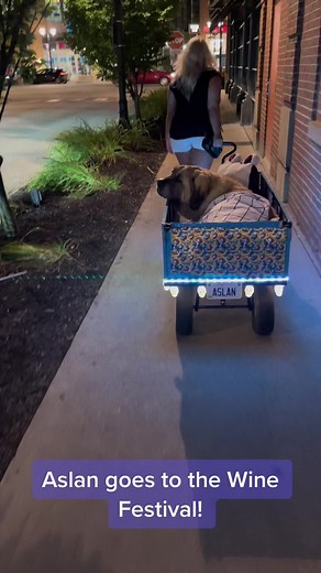 Aslan joins mom & dad at the wine festival! #AslanAdventures #handicappedpets #wine #dog #fyp