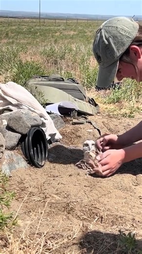 Baby burrowing owls walking back into their burrow | Cravy