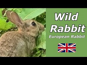 Wild Rabbit enjoying my garden European rabbit (Oryctolagus cuniculus) or coney