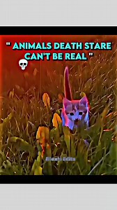 79K views · 3.2K reactions | Animal's death stare is real #trollface #goviral #fyp2025 | Alexis Ronquillo | Facebook