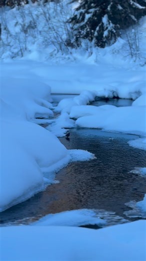 The American dipper is the only truly aquatic songbird in North America and a year-round resident in the Susitna watershed. You’ll find them where cold, clear water moves fast: bobbing on streamside rocks, disappearing underwater to forage, then popping back up as if gravity and current are optional. Their presence is a good sign. Dippers rely on healthy, connected streams with reliable flow and abundant aquatic insects. In winter, when much of the watershed is locked in ice, dippers persist in 