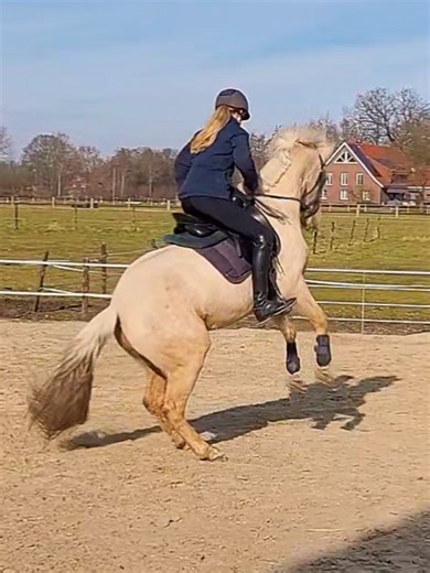 Canter pirouette Training with the 3yo Dörpkenqueen🤩💫 . . #joke#fyp #dressage #Equestrian #flex