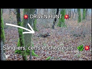 Chasse en battue : Cervidés, sangliers et chevreuils ! 💥🌿