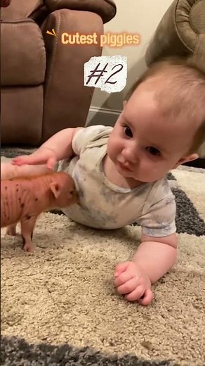 Top 5 Cutest Piggies You’ll Ever See! 😍 #KCBTiktrendz