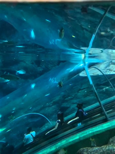 📍 Shanghai Haichang Ocean Park The moment you step in, the pace of Shanghai quietly softens. Massive aquarium walls, a tunnel that feels like you’re slipping into open water, the polar zone, penguins waddling like tiny VIPs—every corner reminds you this city can be gentle too. When the dolphins leap and the whole crowd goes “whoa,” it’s the kind of easy joy that doesn’t need subtitles. And if you get tired, just sit by a tank and watch the fish drift past—your heartbeat will slow down before yo