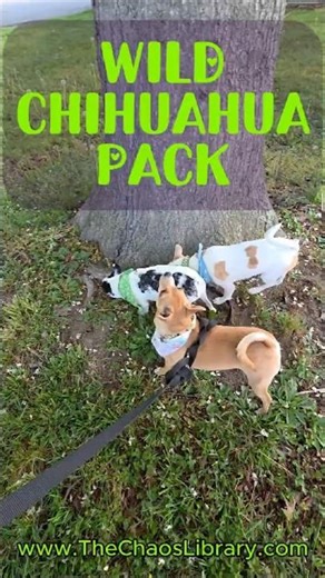 Wild Chihuahua Pack - Puppies on Patrol