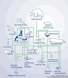 Trophic Pyramind and the Arctic Food Web