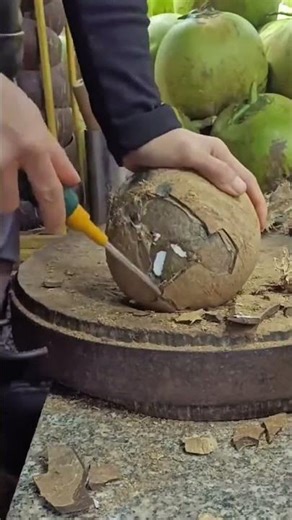 Vendor using a Specialized Tool to Precisely Shave and open a Mature Coconut Shell