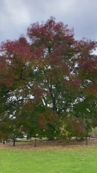 Since early October the Raywood Ash has put on a spectacular autumn show. Turning an array of autumnal colours before leaf fall - you can see why it’s one of our favourite trees on site, and why we're celebrating it during #NationalTreeWeek Also known as the Claret Ash, it can be found at the end of the Winter Garden. Its bare, skeletal, winter form is now illuminated and this fantastic tree can be enjoyed at Glow. | RHS Garden Hyde Hall