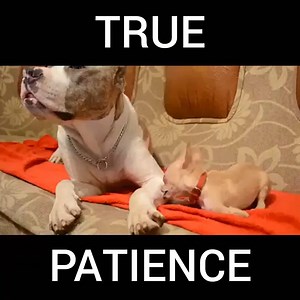 7.6K views · 112 reactions | The funniest thing on internet today! Which one are you? | Woof | Facebook