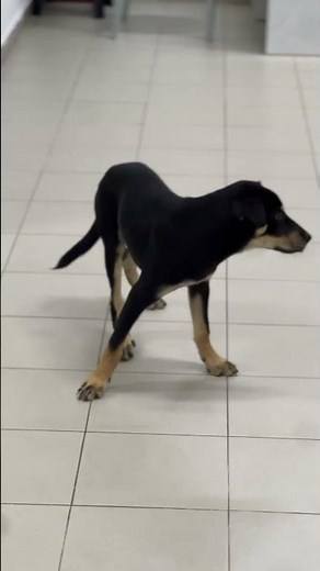 Administering Anesthesia to a Dog | Safe Veterinary Procedure Explained #VeterinaryCare #animals