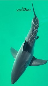 3.6K views · 115 reactions | Some beautiful scenes of what great white sharks typically spend their day doing. Usually, it's nothing, just cruising along. But it's always fun to just observe them. | The Malibu Artist | Facebook