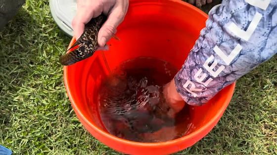 24-hour fish trap catches alien-looking fish for my aquarium