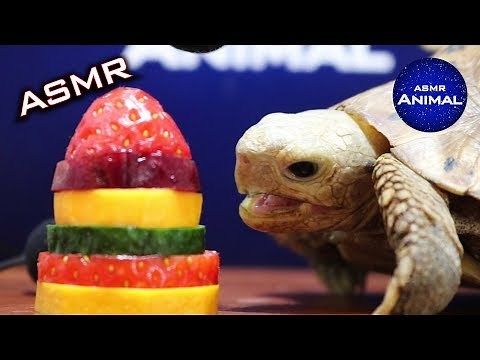 ASMR EATING FRUIT 🐢 Turtle Tortoise 39