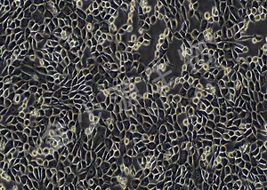 #HT22，海马神经元，细胞系，小鼠海马神经元细胞系 # HT22 #金少源#小实验#科研