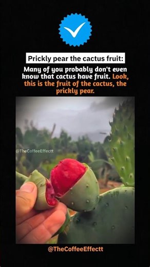 Prickly Pear The Surprising Fruit of the Cactus!