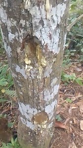 81K views · 1.1K reactions | Hara juk nanggung batang ni damar sai ajo mat, lagi muli lunik adu lamon tukak ni reji. ©TT/#karilohsaka Facebook Indonesia.Travel #pesisirbaratkrui #hasilbumi #damar #damarmatakucing #pohon #getahdamar | Pesisir Barat Krui | Facebook