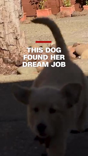 CNN Hero Heidi Carman: Therapy Dogs for First Responders