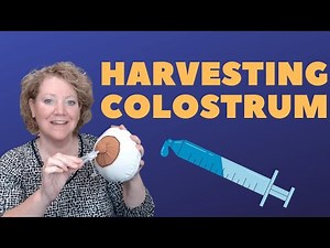 Harvesting Colostrum