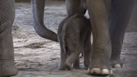 Elephant calf reunited with family at Oregon Zoo